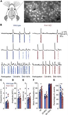 Spontaneous Activity Patterns Are Altered in the Developing Visual Cortex of the Fmr1 Knockout Mouse